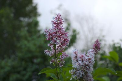 城市花卉