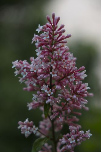 城市花卉
