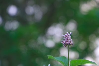 城市花卉