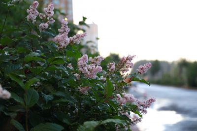 城市花卉