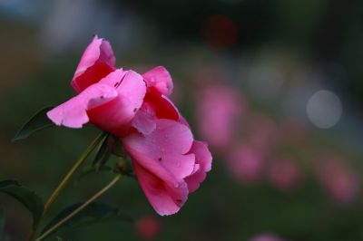 城市花卉