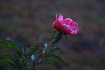 城市花卉