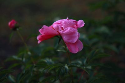 城市花卉