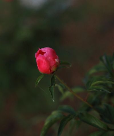 城市花卉