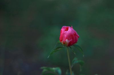 城市花卉