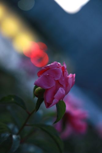 城市花卉