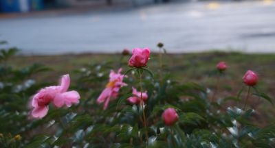 城市花卉