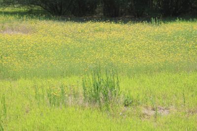 夏草