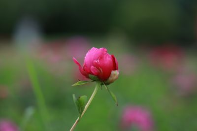 市政府广场芍药花