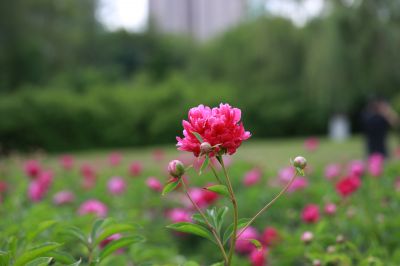 市政府广场芍药花