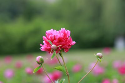 市政府广场芍药花