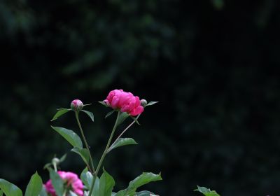市政府广场芍药花