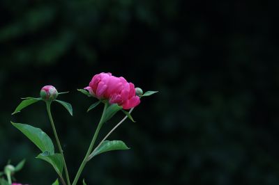 市政府广场芍药花