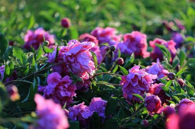 芍药花