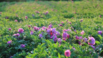 芍药花