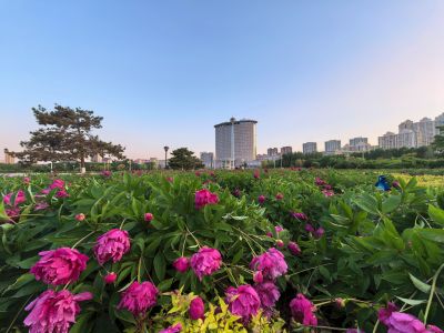 芍药花