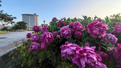 芍药花