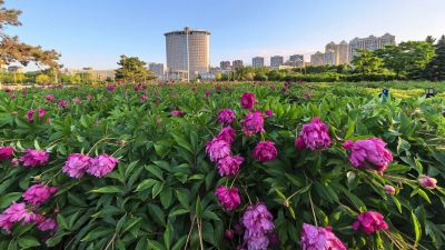 芍药花