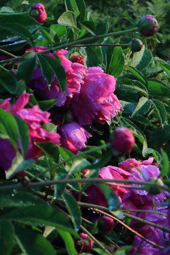 芍药花