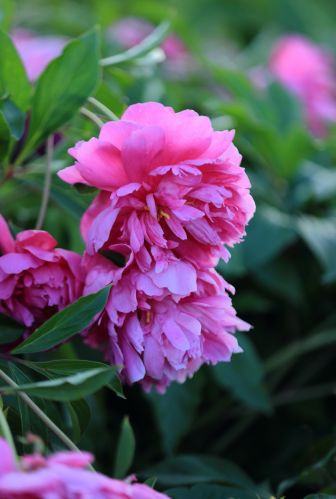 芍药花
