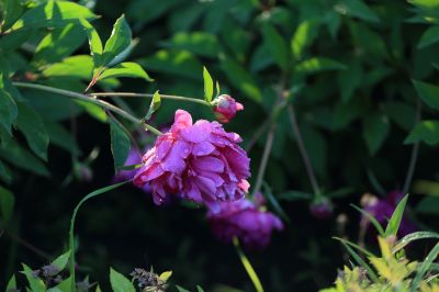 芍药花