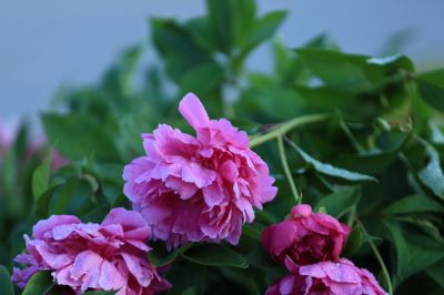 芍药花