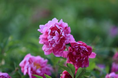 芍药花