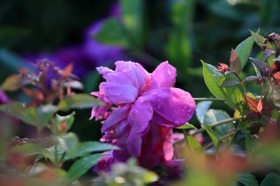 芍药花