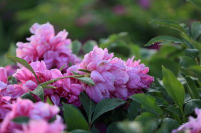 芍药花