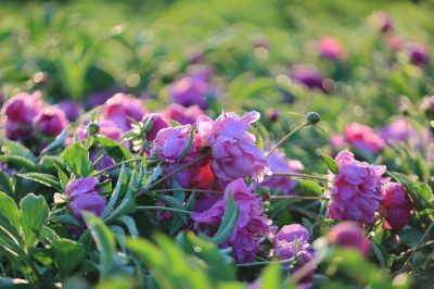 芍药花