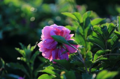 芍药花