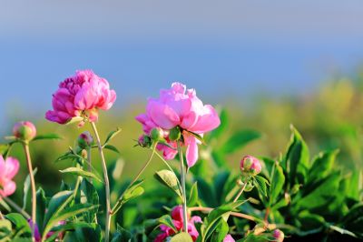 芍药花