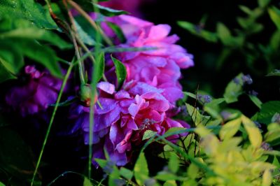 芍药花
