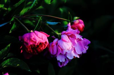 芍药花