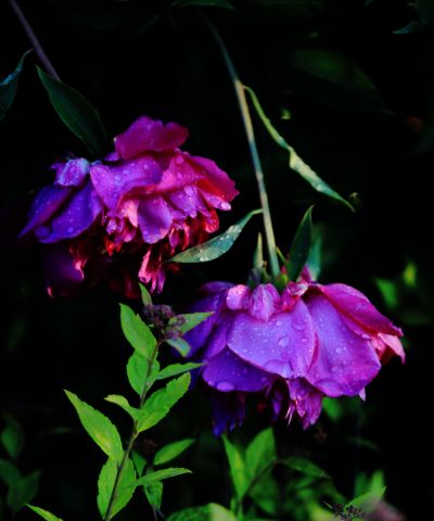 芍药花