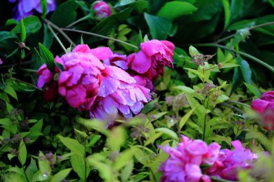 芍药花