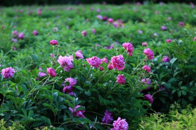 芍药花