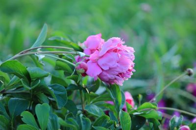 芍药花