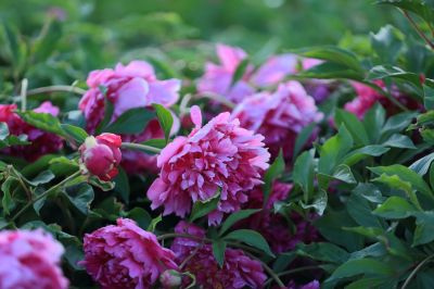 芍药花