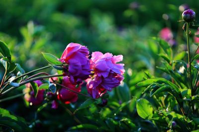 芍药花