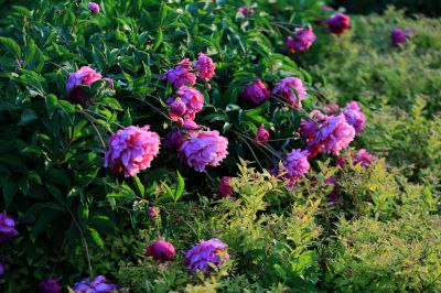 芍药花
