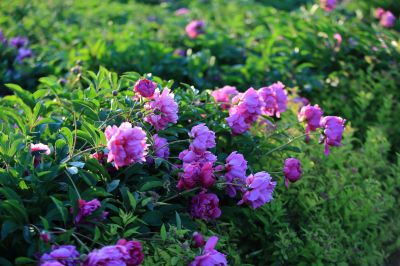 芍药花