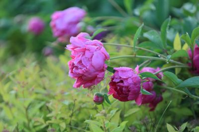 芍药花