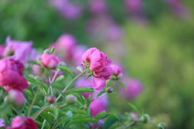 芍药花
