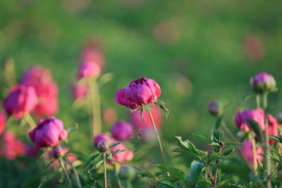 芍药花
