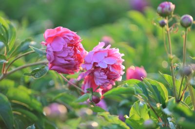 芍药花