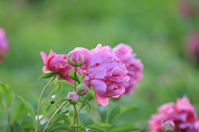 芍药花