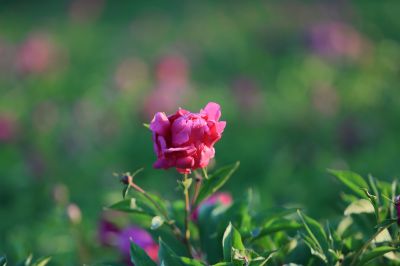 芍药花