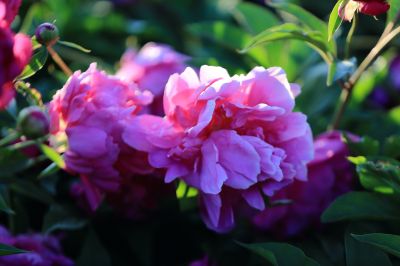 芍药花