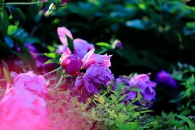 芍药花